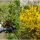 The One Thing Every Forsythia Owner Needs to Do In May