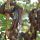 Carob Trees: All the Tips You Need for Successfully Growing Carob Trees