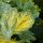 How to Deal With Zucchini Mosaic Virus in Your Garden