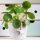Pilea Peperomioides: How to Care for Chinese Money Plants