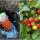 9 Things To Put In Your Tomato Planting Hole For Bigger Harvests